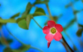 Animal Life Flowers Spring Flower Wallpaper