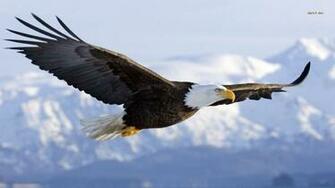 Bald Eagle HD Wallpaper Background Image