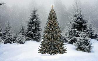 Snow Winter Forest New Year Christmas Ultra HD 4k Background