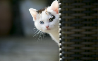 Cute Cat Wallpaper For Desktop