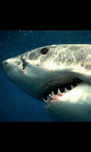 Shark 3d Live Wallpaper Is A New Animated Application In Theme