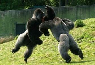 It S HD Animals Funny Wallpaper Most Amazing Pictures Ever Taken