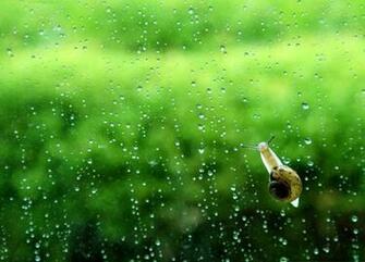 The Rain Forest Image At Beach Screensavers Etc