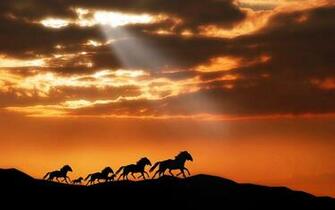 To Animals HD Wallpaper For Windows Next Image
