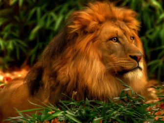 Cool Lion Wallpaper HD