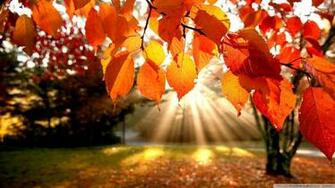 Autumn Scenery Wallpaper With Pumpkins Image Pictures Becuo