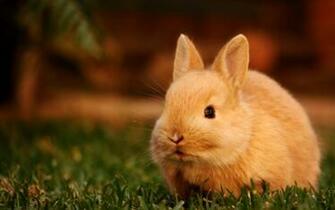 Rabbit Computer Wallpaper Desktop Background Id