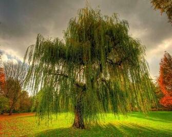 Weeping Willow Wallpaper