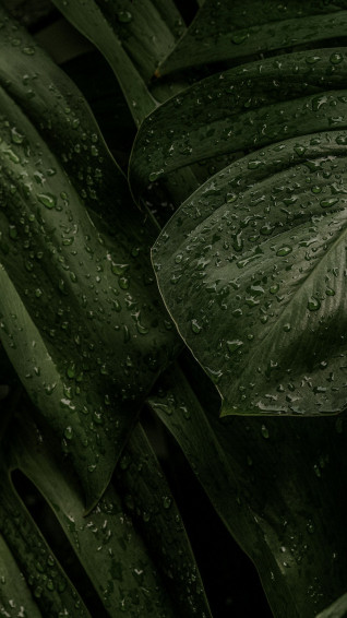 Green Leaf iPhone Wallpaper Aesthetic HD Nature Image