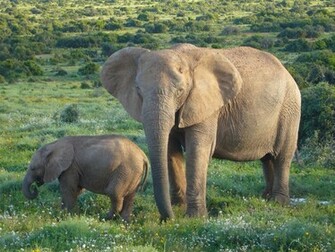 African Elephant Wallpaper Pictures Photos Pics Image