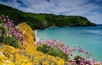 Wallpaper Sea Flowers Stones Rocks Coast Uk Cornwall