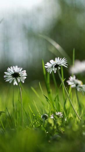 White Daisies iPhone Wallpaper HD