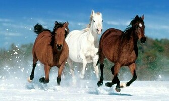 Cute Horse Wallpaper Android Apps On Google Play
