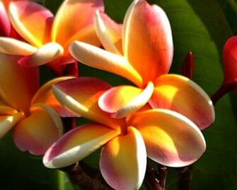 High Definition Wallpaper Photo Hawaiian Html