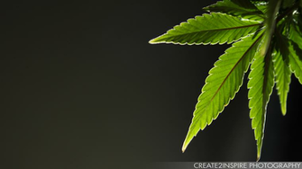 Similar Galleries HD Weed Wallpaper 1080p Car Pictures