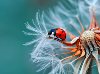 Insect Bubamara On Dandelion Macro Photography Ultra HD Wallpaper For Desktop Mobile Phones And Laptop