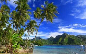 Wallpaper Mountains Tropics Palm Trees The Ocean Coast