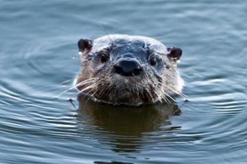 North American River Otter Stephen L Tabone Nature