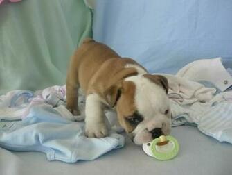 Cute English Bulldog Puppy Wallpaper Wallpapertube