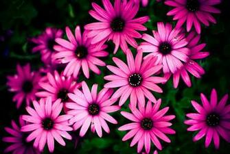 Daisy Background Wallpaper Image Pictures