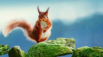 Squirrel Wallpaper HD