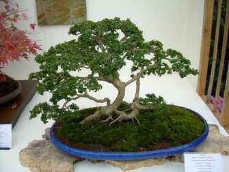 Beautiful Bonsai Trees Plants Wallpaper Photos Image Collections
