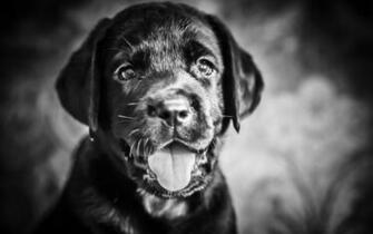 Desktop Black And White Animal Image Wallpaper