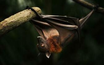 Bat Computer Wallpaper Desktop Background Id