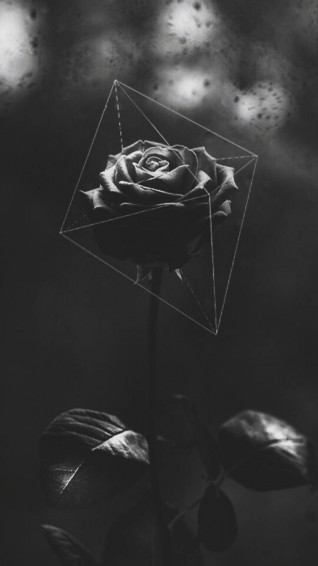 Top Black Rose iPhone Wallpaper Full HD 4k To Use