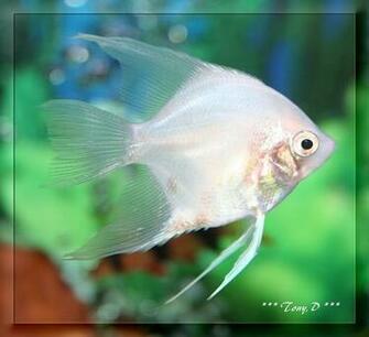 Fish Wallpaper