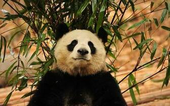 Photography Of Wild Giant Pandas In The Bamboo Forest
