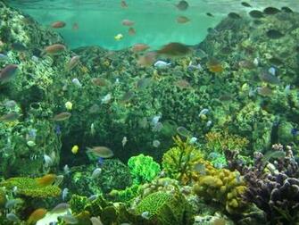 Fish Tank Wallpaper Desktop Background