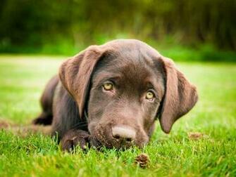 Chocolate Lab Puppy Wallpaper HD