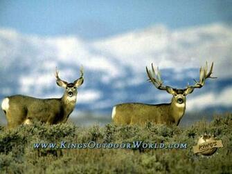 Mule Deer Wallpaper