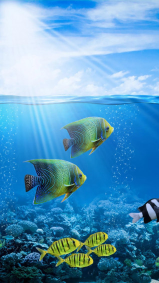 Tropical Fish iPhone Wallpaper