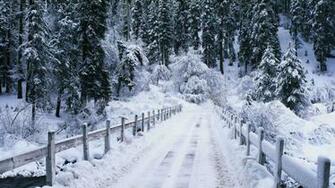 Winter Forest Desktop Wallpaper HD Background Of Your