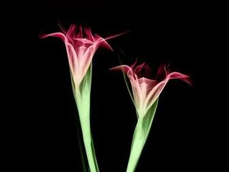 Ray Flower Wallpaper X
