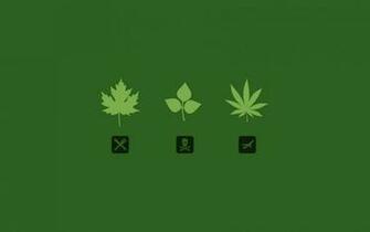 Leaves Marijuana Wallpaper
