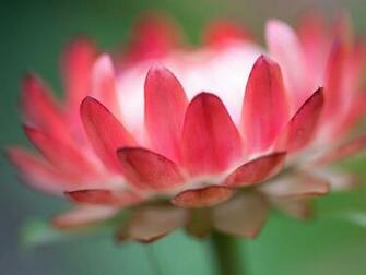 Tags Flower Wallpaper Lotus Macro Photo