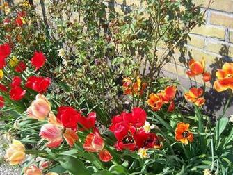 Spring Flowers Gardening Wallpaper