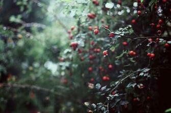 Autumn Rain Wallpaper Plants Dog Rose