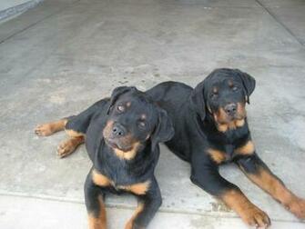 Dogs Animals Rottweiler Wallpaper Desktop