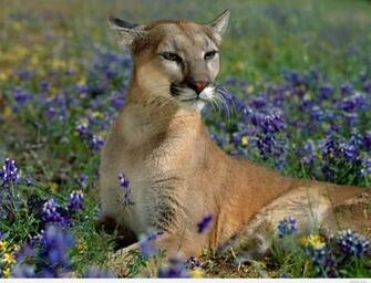 Cute Spring Animal Wallpaper Pintast