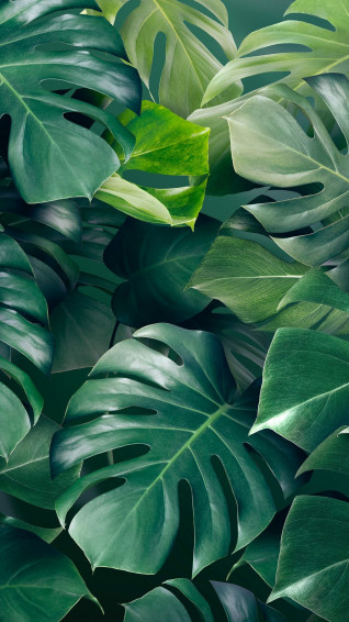 Premium Image Of Green Monstera Leaves Background Design Resource By Adjima About Wallpaper
