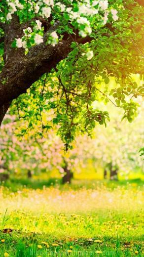 Spring Glade iPhone Wallpaper Ipod