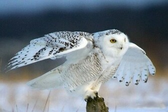 Jan Topic S Post Subject Snowy Owls