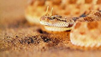 Beautiful Snake Wallpaper HD Image One
