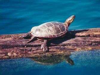 Turtle Wallpaper