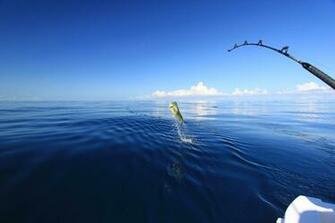 Sport Fish Wallpaper Top Background