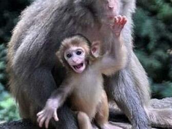 Cute Monkey Wallpaper
